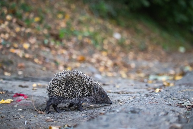 也为下一个 也为下一个