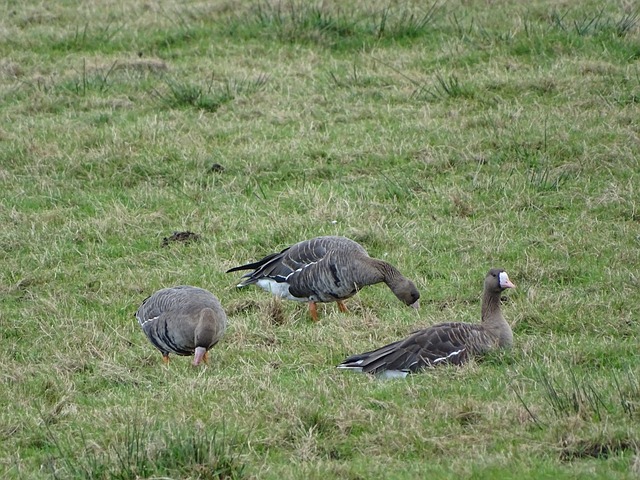 术和敏捷的 术和敏捷的